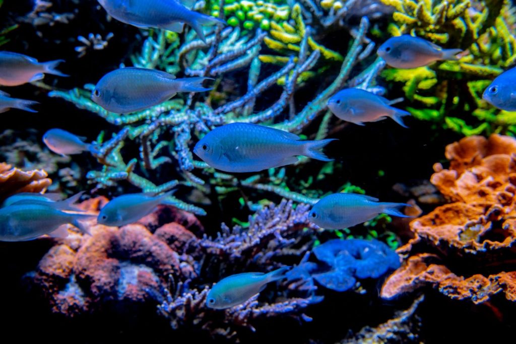 Aquarium de Biarritz – Biarritz – Coraux
