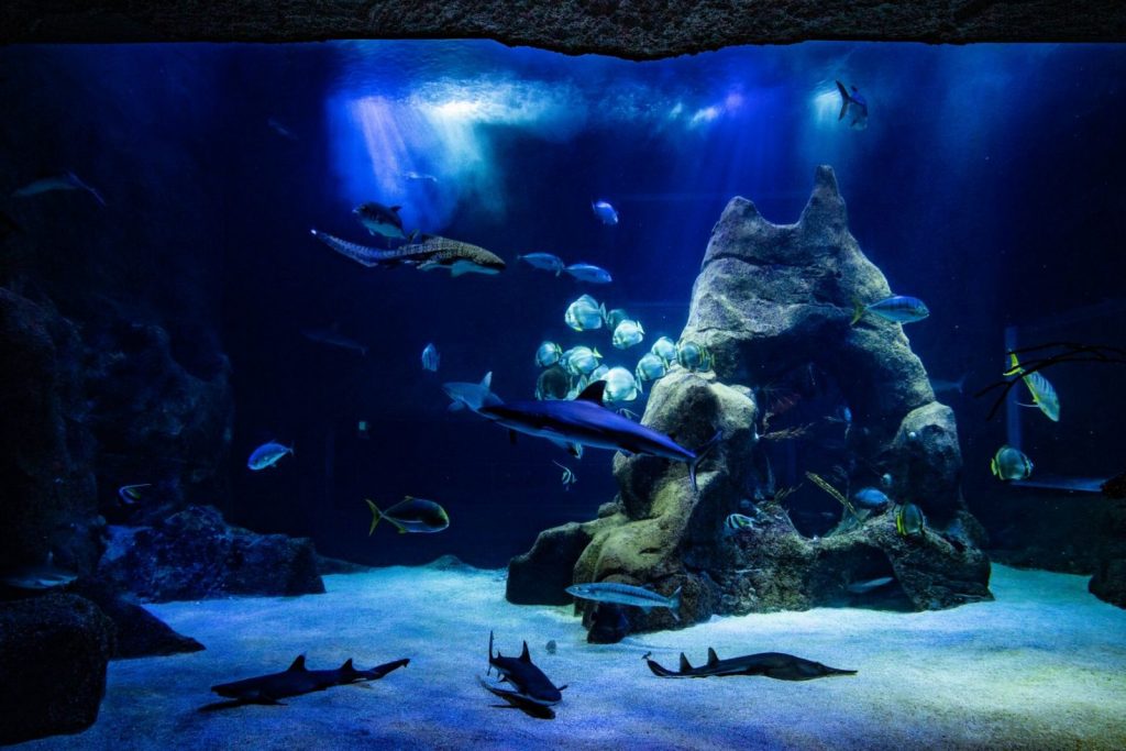 Aquarium de Biarritz – Biarritz – Requins